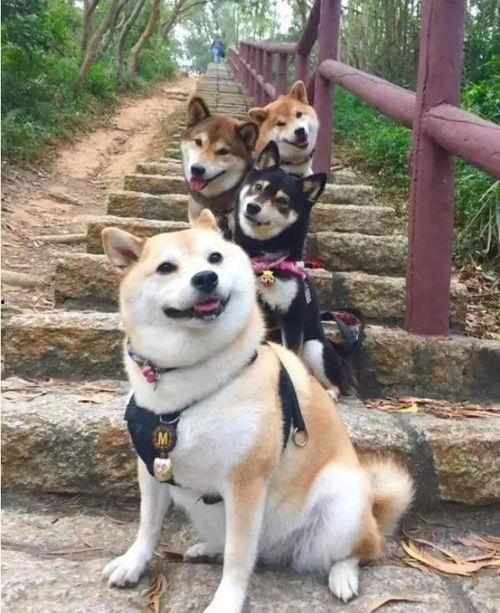 柴犬明星网红,萌宠界的闪耀之星