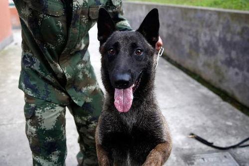 吃瓜黑料爆料门事件警犬,警犬如何助力事件侦破