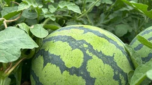 51网爆吃瓜黑料大瓜今日入口