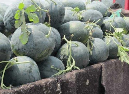 海角社区吃瓜黑料在线,吃瓜黑料背后的真相与争议