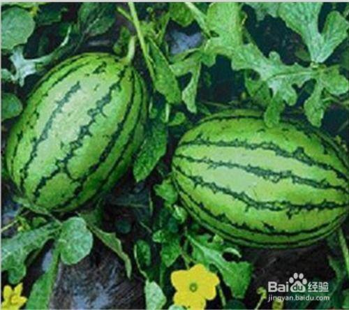 黑料吃瓜网66fxw,带你走进网络八卦的神秘世界